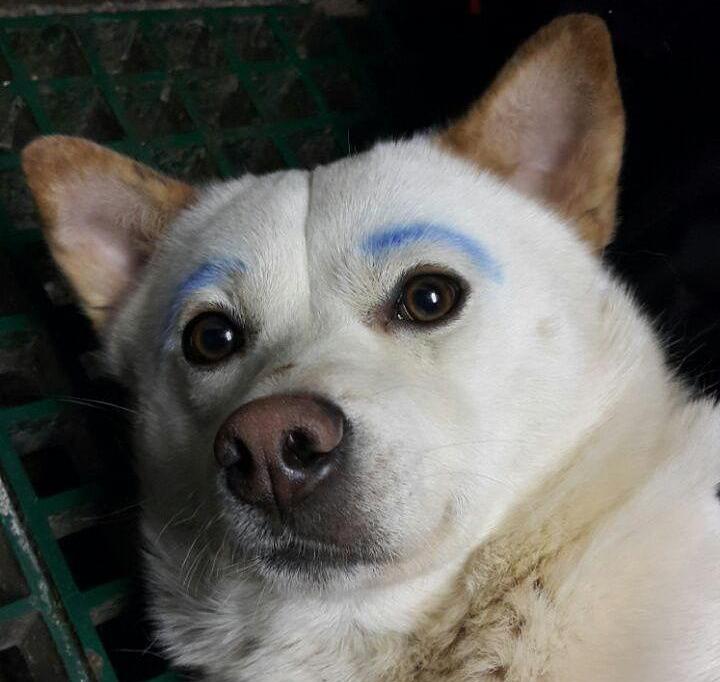 Пёс с нами!