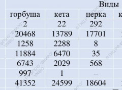 Итоги лососевой путины на 25 августа
